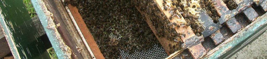 In een strenge winter blijven dode bijen op de bodem liggen totdat het volk ze bij gunstige temperaturen kan opruimen.
