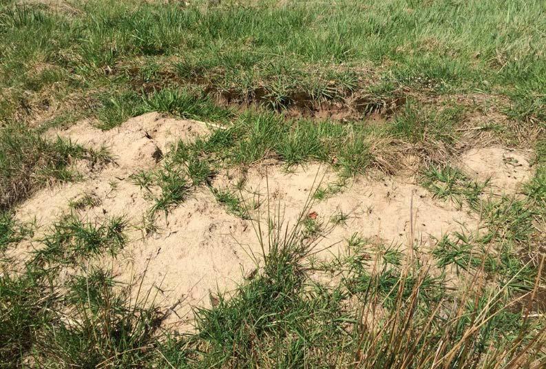 terrein te zorgen neemt ook voor allerlei andere planten en dieren de variatie in micro-habitats toe, doordat er allerlei gradiënten ontstaan