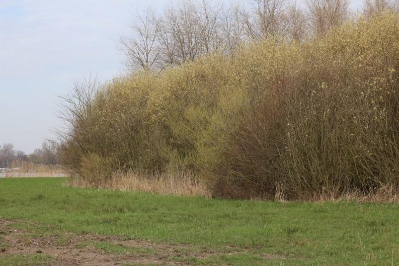 vormen nestelgelegenheid en voedsellocatie en verruigd kruidenrijkgrasland vervullen ook een belangrijk rol als voedselbron (de bovenstaande locaties zijn niet op figuur vijf aangewezen).