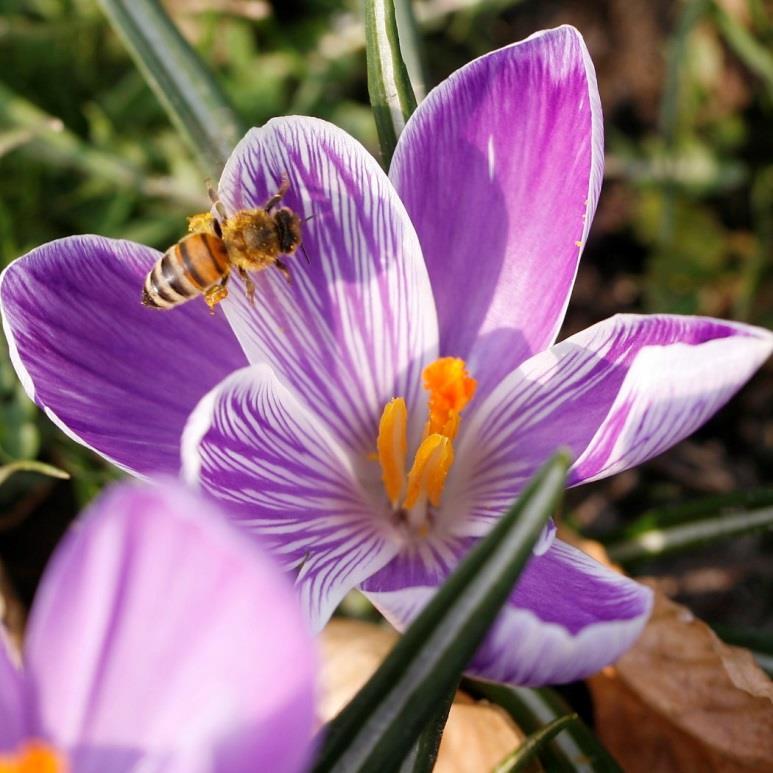krokusbollenactie Krokusbollenactie: Doel: krokussen zijn vroege bloeiers en leveren bijen en insecten eerste voedsel na de winter Doelgroep: Voor inwoners van Oost- Vlaamse steden en gemeenten