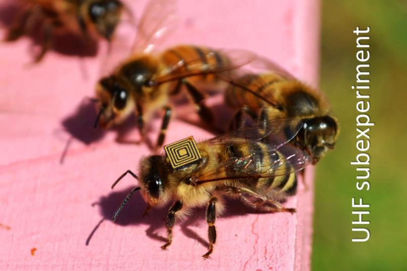Figuur 6. Ultra High Frequency microchip op volwassen bij. De chips werden op de bijen geplakt op de dag dat ze verpopten en uitliepen als volwassen bij.