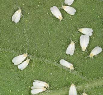 Vrij snel leven ze ondergronds verder en vreten ze aan wortels. In de nacht eten ze dan nog wel aan bovengrondse plantdelen.