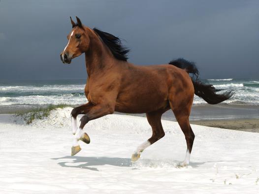 Gedichten De vriendschap van een paard De vriendschap van een paard De vriendschap voor het leven Voor een ander niet te zien Hoeveel een paard kan geven Want ben je eens verdrietig dan kijkt hij je
