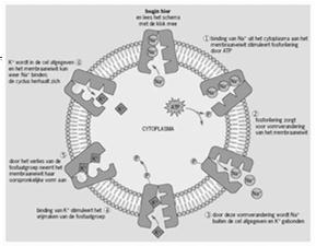 De natrium-kaliumpomp (Na + -K + -ATPase) C 10 H 16 N 5 O 13 P 3 Enzym in elke dierlijke cel Op de celwand In het celmembraan Pompt Na-ionen uit de cel en K-ionen in de cel Vraagt energie (pompt
