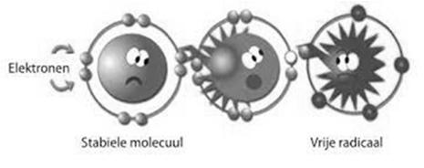 Vrije radicalen Molecuul of atoom met een ongepaard (VRIJ) elektron.