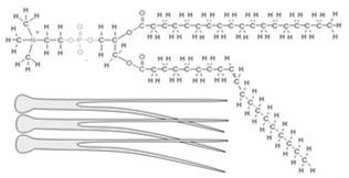 I II Ischemie celschade Mitochondriale schade Onvolledig reductie van zuurstof Vorming van vrije radicalen Vrije radicalen Verhoogde mitochondriale permeabiliteit Vrijkomen van schadelijke stoffen