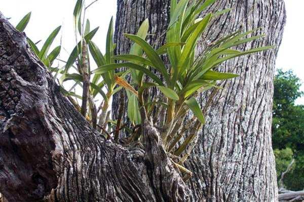 Cultuur: Zelf vond ik in Malawi slechts één plant. Die zat in een lage vork van een boom in de voortuin van de Golfclub in een plaatsje langs het Mulanje plateau.