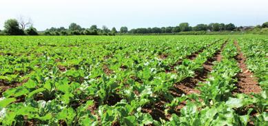 COCO VLAANDEREN Einde campagne Op het moment dat u deze Bietplanter ontvangt is de campagne 2009 reeds enige tijd afgesloten.