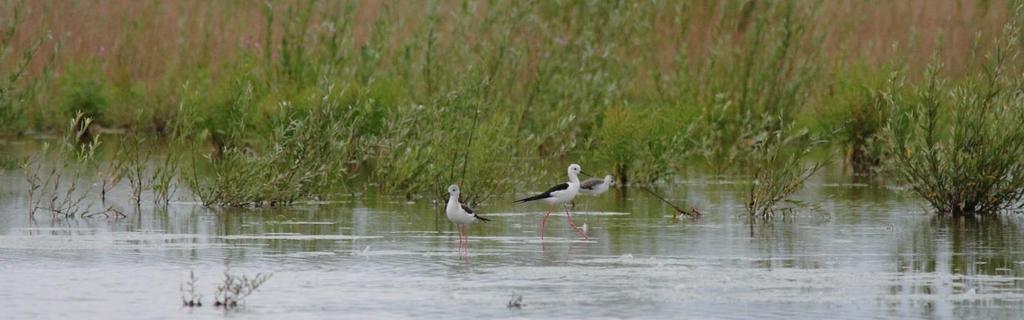 2.6.2.1.5 Steltkluut Himantopus himantopus Een enkel paartje Steltkluut kwam in de SBZ-V tot broeden tijdens het broedseizoen 2013.