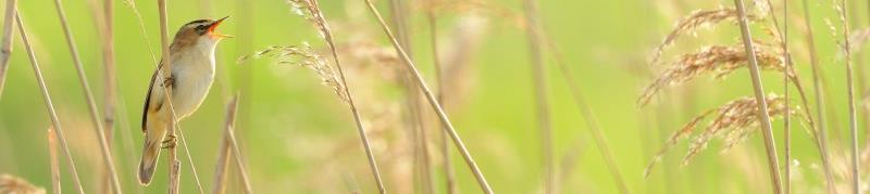 2.6.2.2.2 Rietzanger Acrocephalus schoenobaenus In de compensatiegebieden en de Uitkerkse Polder komen de hoogste dichtheden van Rietzanger voor (Figuur 26), maar ook in de rest van de SBZ-V komt de