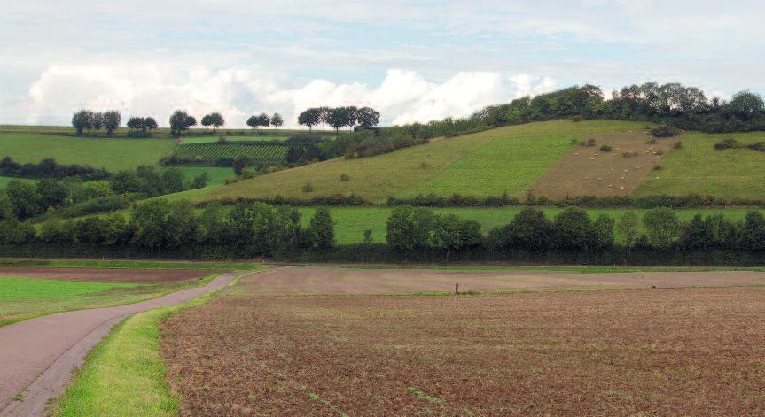 Foto 4. De Wrakelberg is één van de grootste kalkgraslanden van Zuid-Limburg.