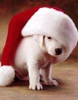 Kerstmis, een gezellige tijd voor jou, je vrienden en je familie. Natuurlijk wil je dat je hond er dan ook gelukkig bijloopt. Begrijpt hij echter de betekenis van Kerst?