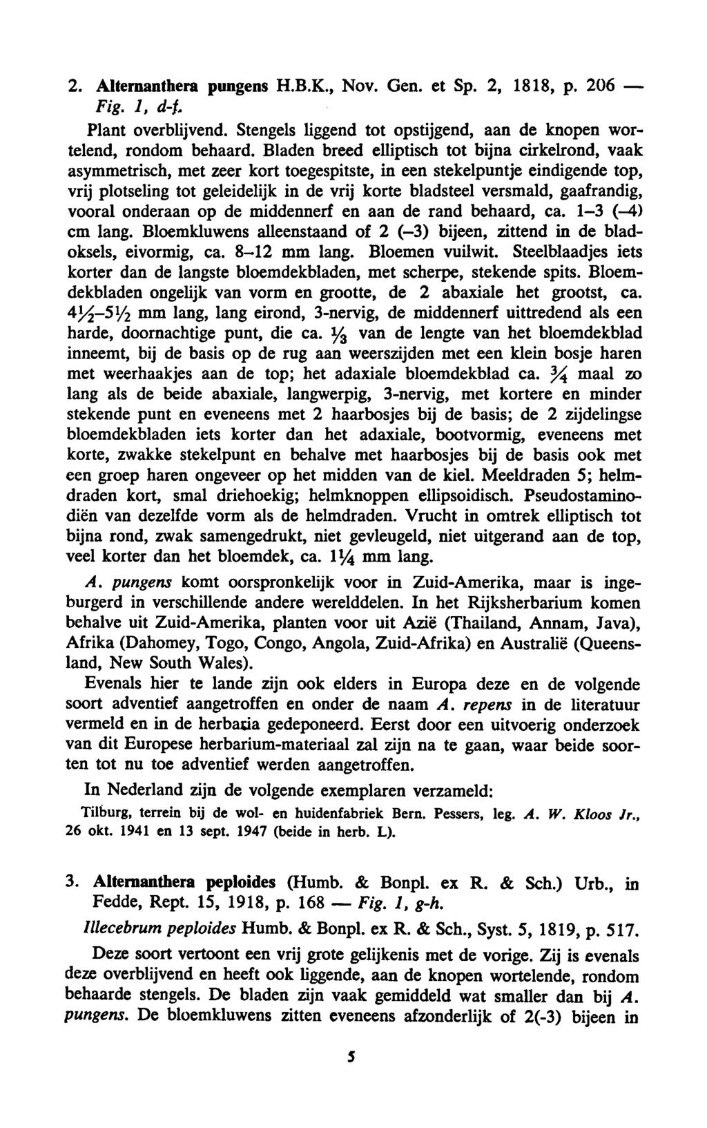 Fig. 2. Alternanthera pungens H.B.K., Nov. Gen. et Sp. 2, 1818, p. 206 Fig. 1, d-\. Plant overblijvend. Stengels liggend tot opstijgend, aan de knopen wortelend, rondom behaard.