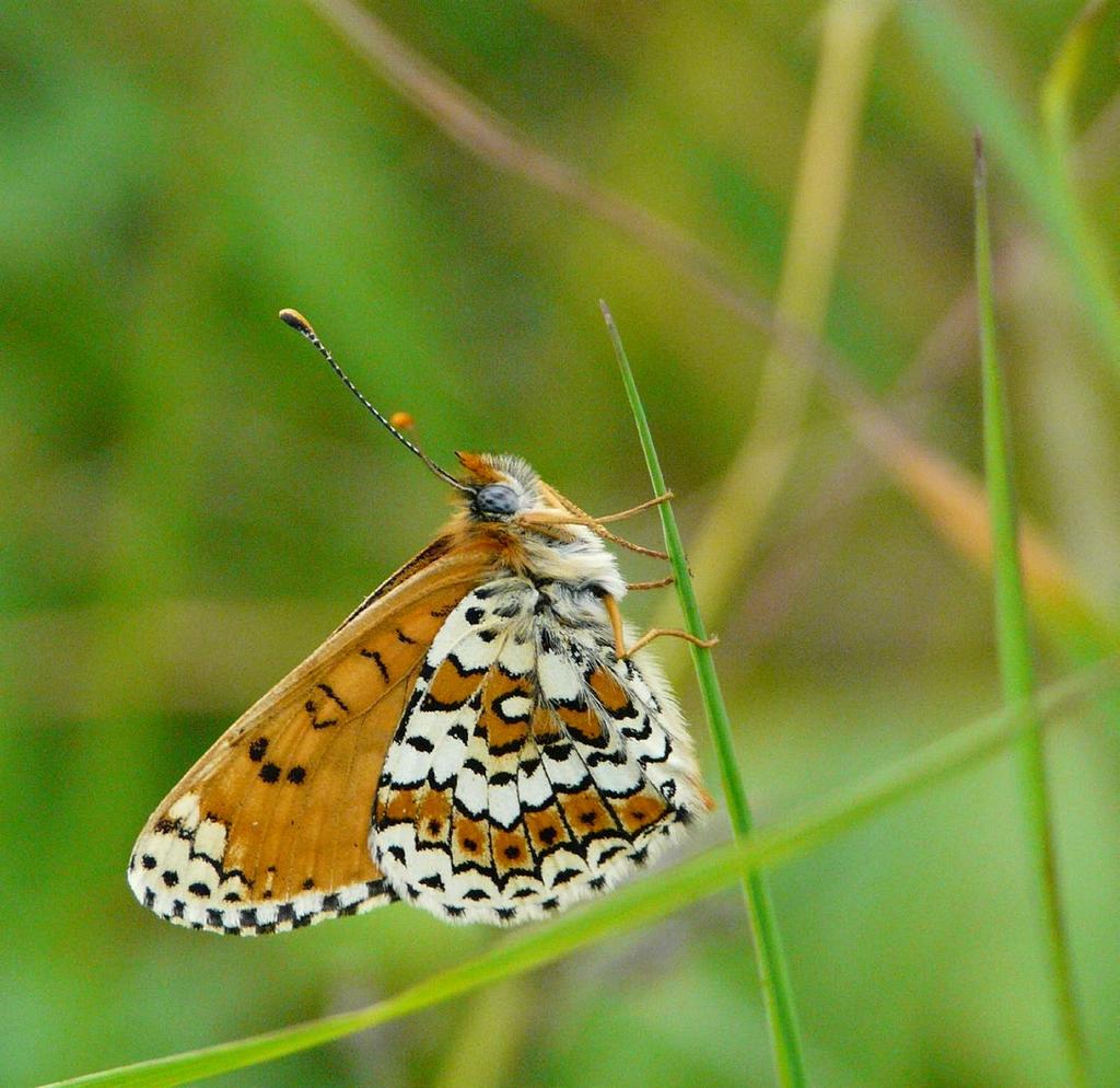 BIODIVERSITEIT: BEHEERPLAN ROMONT Het rapport van Romont Al tien jaar lang wordt de biodiversiteit bestudeerd in de verschillende CBR-groeves. Het doel?