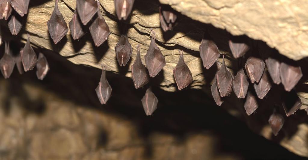 BIODIVERSITEIT: VLEERMUIZEN SAGREX Vleermuizen voelen zich knus in Quenast Vleermuizen voelen zich thuis in een grotklimaat.