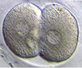 De kans op inplanting van een embryo dat er perfect uitziet, bedraagt nooit meer dan 50 procent en is afhankelijk van de leeftijd van de vrouw.