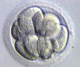 1 2 3 4 5 1: Bevruchte eicel waarin duidelijk de twee voorkernen zichtbaar zijn.