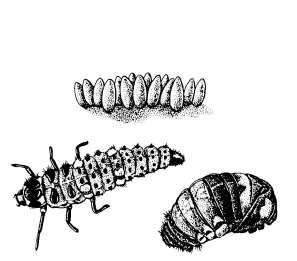 Wanneer de larve in de vierde fase voldoende heeft gegeten, stopt ze met foerageren en blijft onbeweeglijk gedurende 24 uur. De achterlijfspunt wordt aan het blad of een stengel bevestigd.