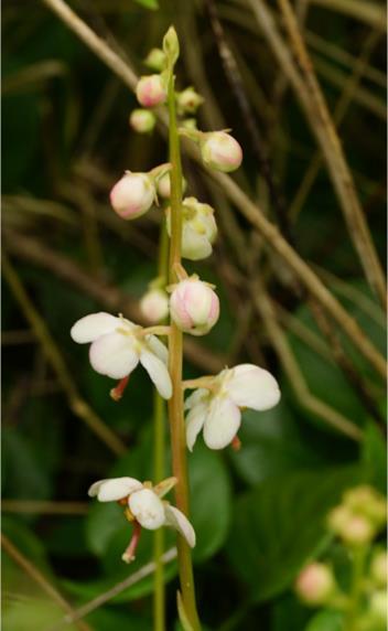 Levenswijze van groenknolorchis en honingorchis Naast de tellingen van aantal zijn we ook voortgegaan met het bestuderen van de levenswijze en de mechanismen van verspreiding van groenknolorchis en