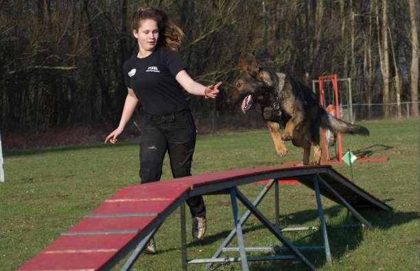 Met Nacho begon ik al wat meer verschillende dingen te doen zoals agility en pakwerk, maar