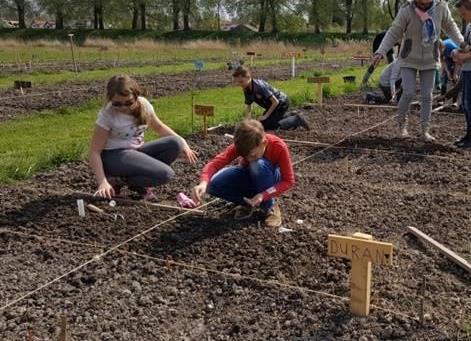 opbrengst van de planten of het zaad Ondiep in de aarde stoppen van met name knollen (zoals aardappels) en wortels om deze te laten groeien.