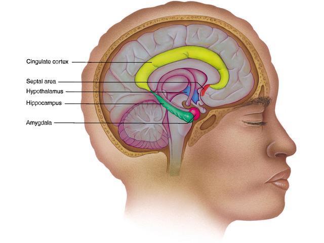 Samenspel Stressverwerking via CESB (core emotional regions) - Centrale stressverweking - Limbisch systeem - Amygdala, Hippocampus, Nucleus accumbens, corticale gebieden - Perifere en secundaire