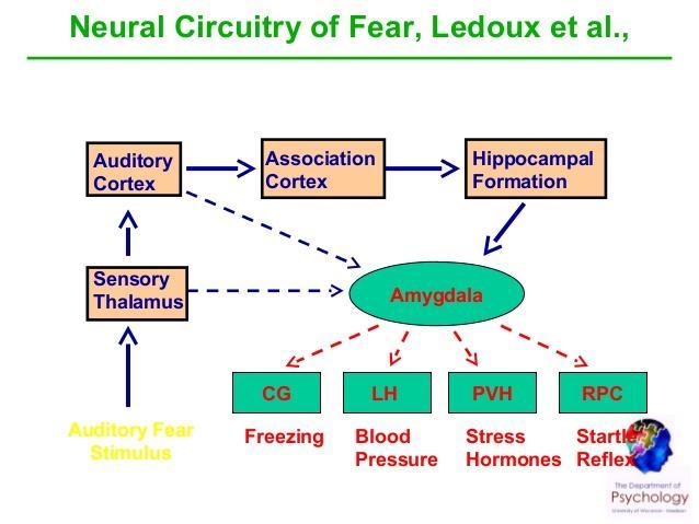 Mijn onderzoek naar rol van angst en stress