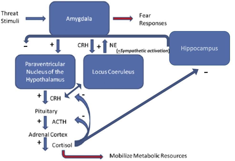 Stress systeem Department of Family