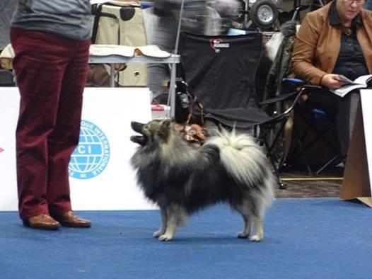 Eigenaar: Michäel Hoornaert Thai Bangkaew Dog Bankrilada s KwanThai: 4U