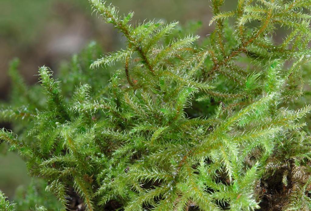 11 Vooral onder Douglas- en Fijnspar, wanneer de bomen niet te dicht op elkaar staan zodat er wat licht op de bodem kan vallen, zijn grote aaneengesloten mostapijten te bewonderen, die door de vele