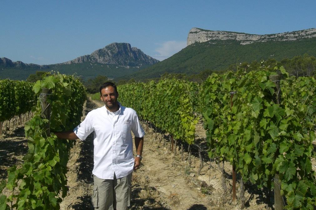 AOP PIC SAINT LOUP Domaine Saint Daumary Een nieuwe ster in de Pic Saint Loup en de Languedoc. Hier worden diepe, soepele wijnen gemaakt door een jong en getalenteerd wijnbouwer.