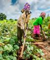 over Rabobank Foundation 90 analisten van Rabo Research Food & Agribusiness delen onafhankelijk advies met en spotten kansen voor F&A- ondernemers