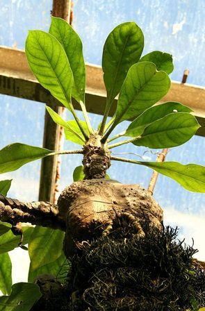 8. Ga naar Regenwoudkas D. Zoek in deze serre de mierenplant (Myrmecodia tuberosa). Je vindt hem. In de natuur groeit de mierenplant als een epifyt in de boomkruinen.
