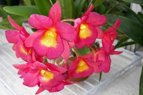 5. Tegenover de insectivore planten zie je een glazen kastje vol orchideeën. Net als vele andere bloemen zijn ook orchideeën gespecialiseerd in het aantrekken van een bepaald type insecten.