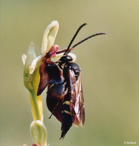 Sommige inheemse orchideeën (de spiegelorchissen) produceren géén nectar.