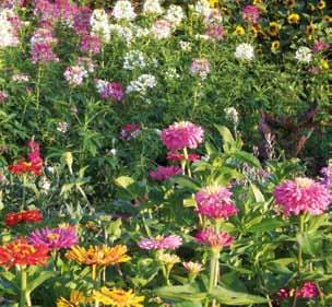 Ze hebben een grote pluktuin aangelegd en kweken zomerbloemen en droogbloemen. U wandelt door de kleurrijke tuinen en mag zelf naar hartenlust bloemen plukken (uiteraard tegen betaling).