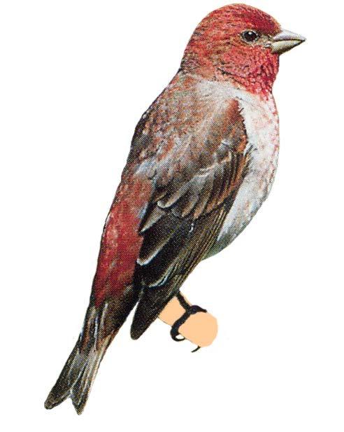 ROODMUS Carpodacus erythrynus GROOTTE : 14,5 cm. VORM : Goedgevulde vogel met vrij ronde kop. HOUDING : Iets doorgebogen poten. SNAVEL : Hoornkleurig bruin. OGEN : Donkerbruin.