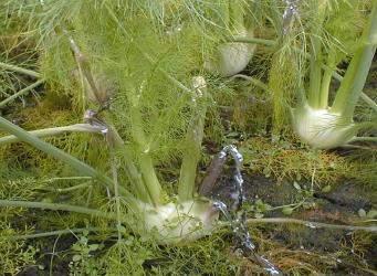 Middel Dosis VT Aantal toep Sclerotinia Bladvlekken Botrytis Contans 4