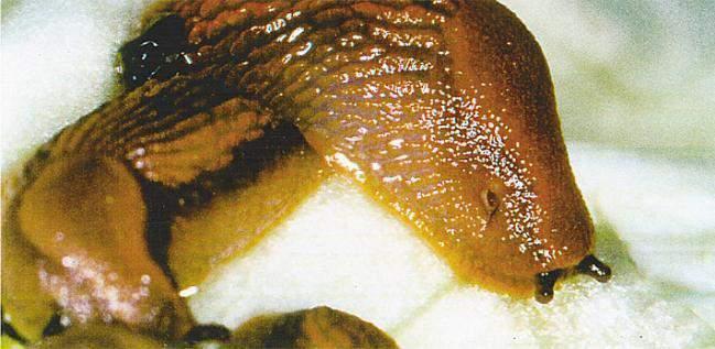 Biologie slakken Arion lusitanicus Spaanse
