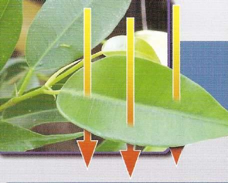 Rupsen Maagwerking Dosis: 1kg/ha Jonge rups