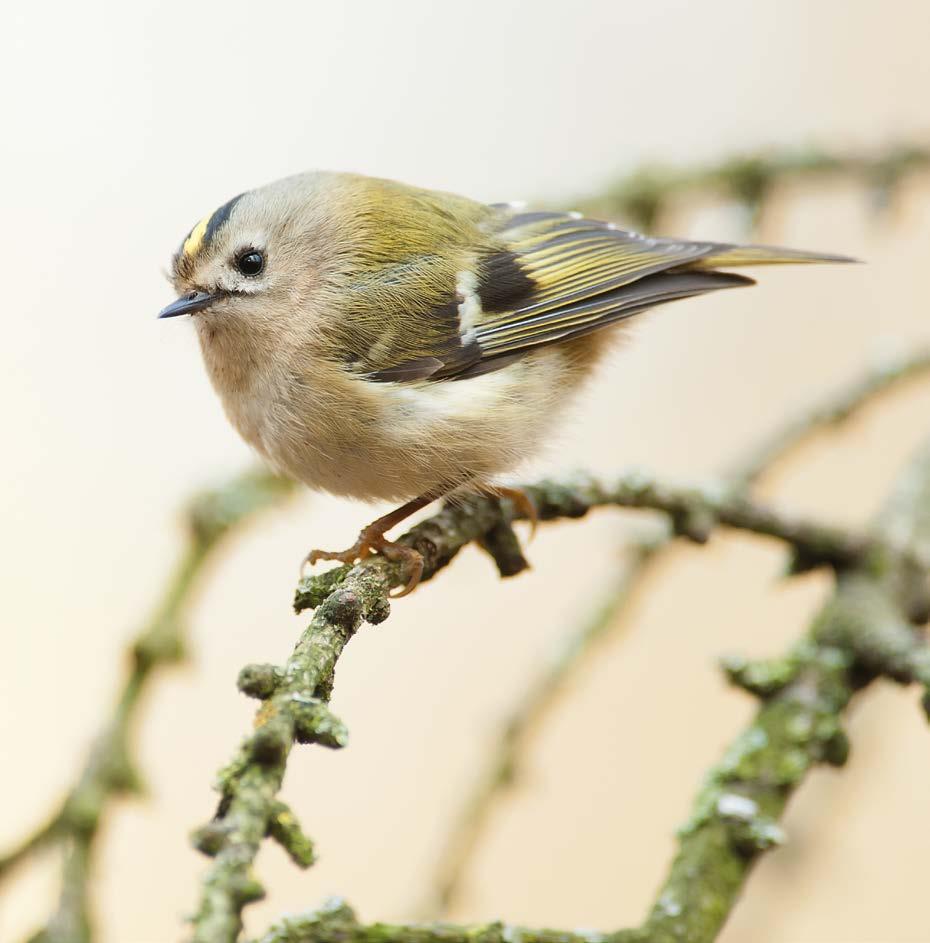 Goudhaantje. 6. Naaldbomen Dit bos is oorspronkelijk aangeplant als productiebos. Op de route komt u veel soorten naaldbomen tegen waarvan het merendeel van oorsprong niet uit Europa komt.