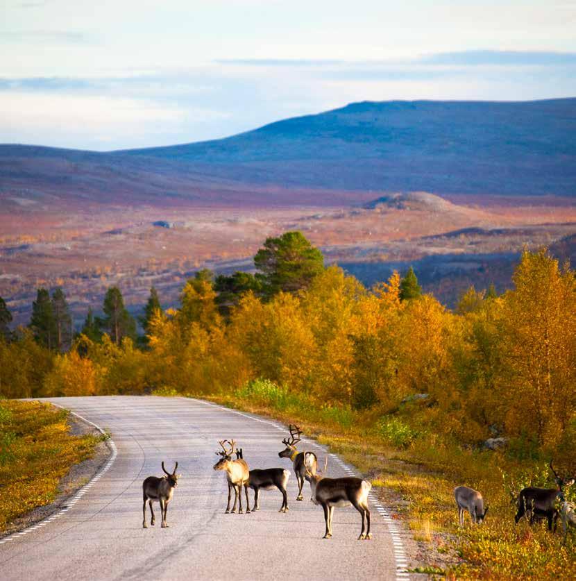 Rendieren Dag 4: Op bezoek bij de Sami en hun rendieren (125 km) Deze voormiddag wordt u voor de eerste keer echt ondergedompeld in de Samicultuur.