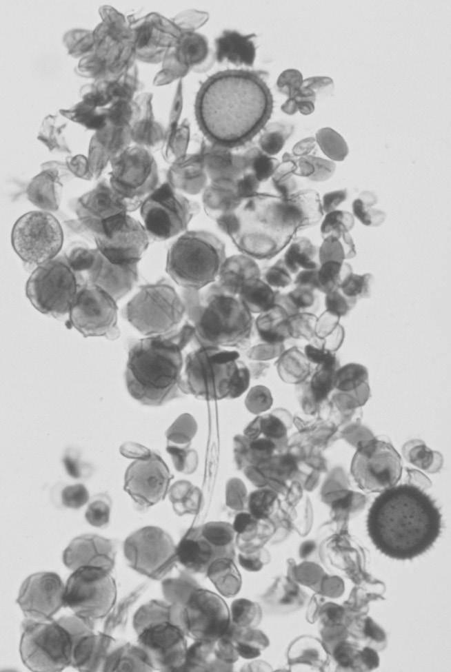 BASISSTOF thema 7 Bloemen, vruchten, zaden opdracht 9 practicum STUIFMEELKORRELS BENODIGDHEDEN stuifmeel van insectenbloemen en windbloemen (zie afbeelding 8) een microscoop prepareermateriaal