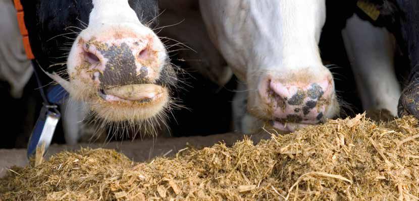 Product uitgelicht LEDverlichting voor de veehouder en voor de koe De LED-verlichting van DeLaval kenmerkt én onderscheidt zich door met de lichtkleur in te spelen op de behoefte van de koe.