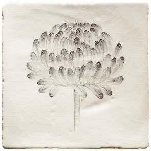 Botanical Etchings