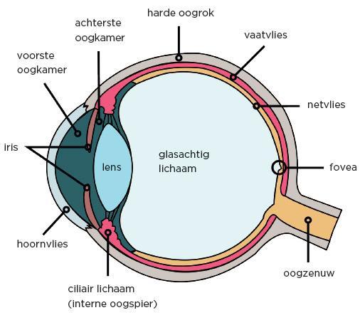 Patiënteninformatie CATARACT-OPERATIE (STAAROPERATIE) IN DAGBEHANDELING U heeft van uw oogarts te horen gekregen dat u een oogoperatie moet ondergaan.
