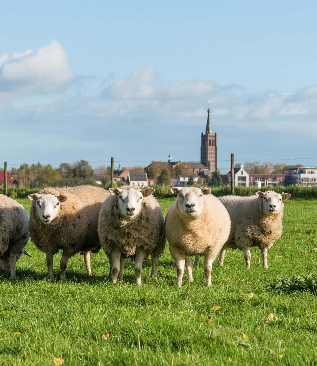 gemoedelijk en groen De Biesbosch als buur Hank is een voormalig vissersdorp tussen Nieuwendijk en Raamsdonksveer. Gemoedelijk en groen, met zo n 4.000 inwoners.