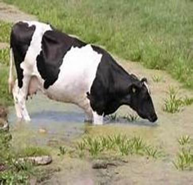 Evy en Amé Wij waren met onze klas naar de boerderij. De boer heet Henk Brugman.