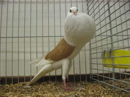 13 Ook hier weer wat ronde dijen. Piet de Jonge showde in deze kleurslag de betere dieren en haalde bij de oude duivinnen 96 punten en herhaalde dit weer bij de jonge duivinnen.