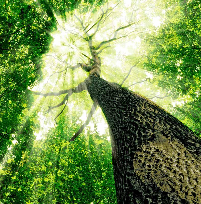 BOUW MET GECERTIFICEERD HOUT ALS JE BOUWT MET GECERTIFICEERD HOUT, BEN JE LEKKER BEZIG! Je bespaart CO 2 : Bomen nemen CO 2 uit de lucht op en geven zuurstof terug.